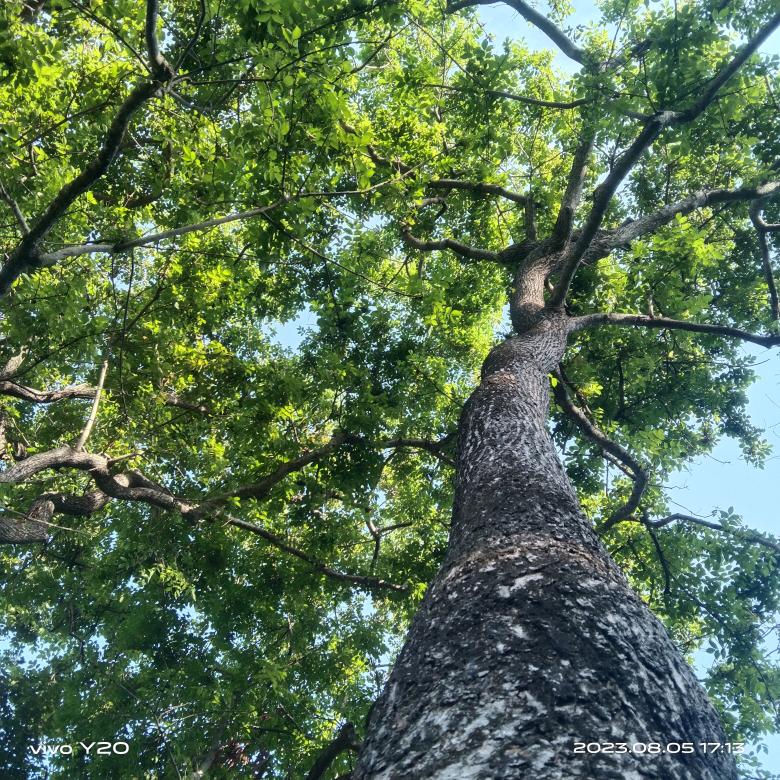 Free stock image of Trees  created by chukkaproductions73