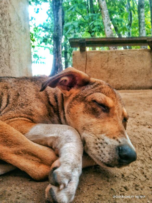 Free stock image of Dog sleep  created by chukkaproductions73
