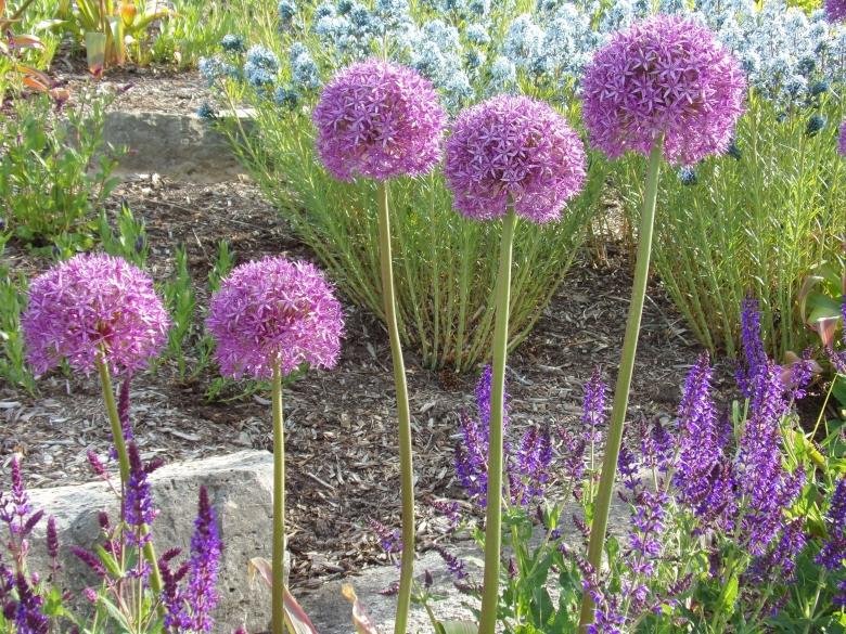 Free stock image of Purple Flowers created by Mq Best Visual Arts