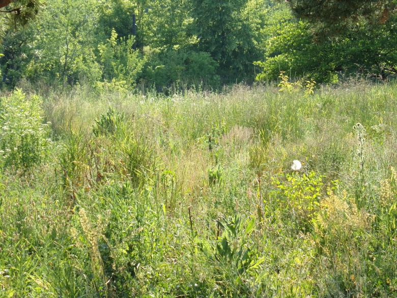 Free stock image of Greenery Landscape created by Mq Best Visual Arts