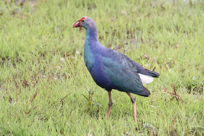 Free stock image of Purple Swamp hen created by sylvester alphonso