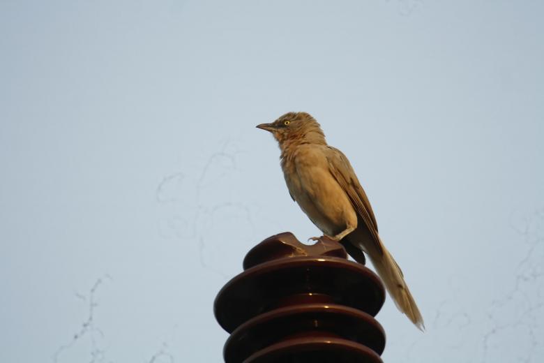 Free stock image of Striated babbler created by sylvester alphonso
