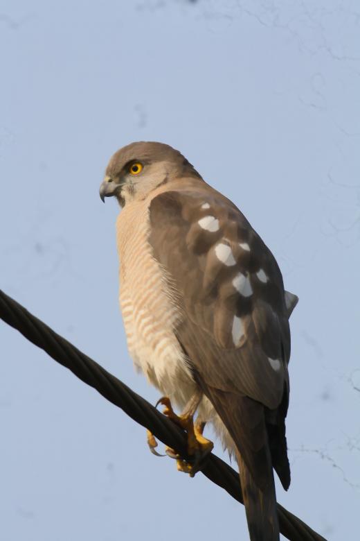 Free stock image of Shikra created by sylvester alphonso