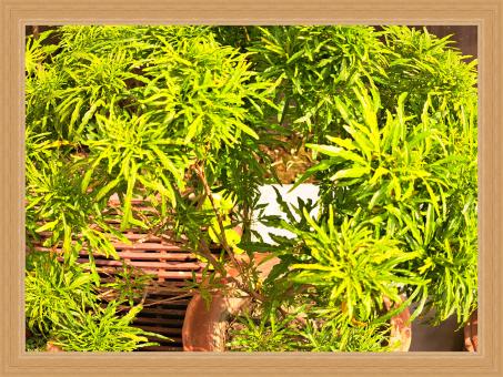 lots of small green plants - Free Stock Photo