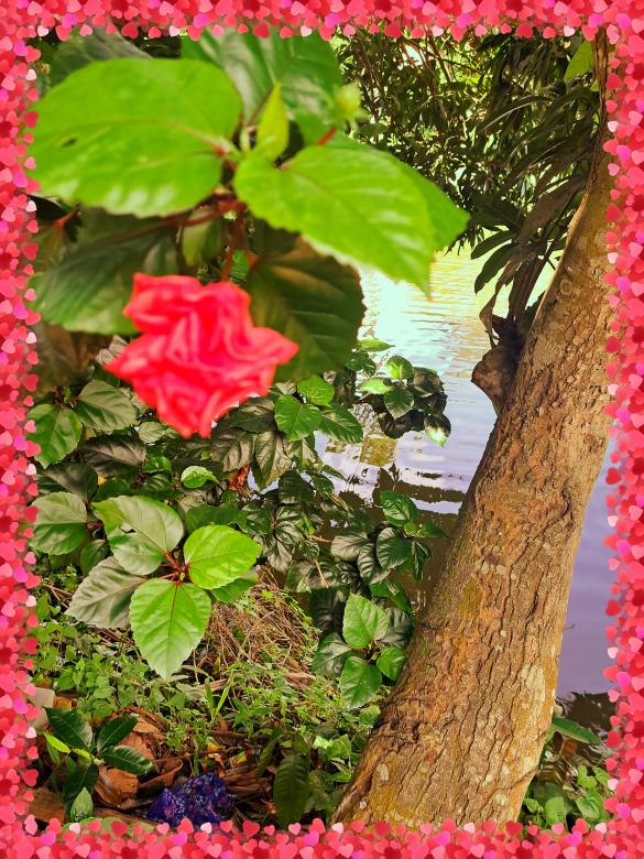 Free stock image of the rose flower plant created by ishrak mir