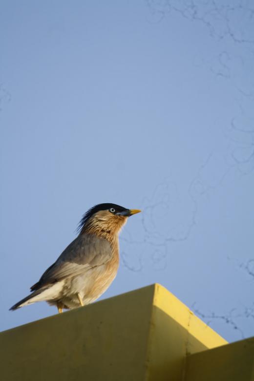 Free stock image of Brahminy starling created by sylvester alphonso