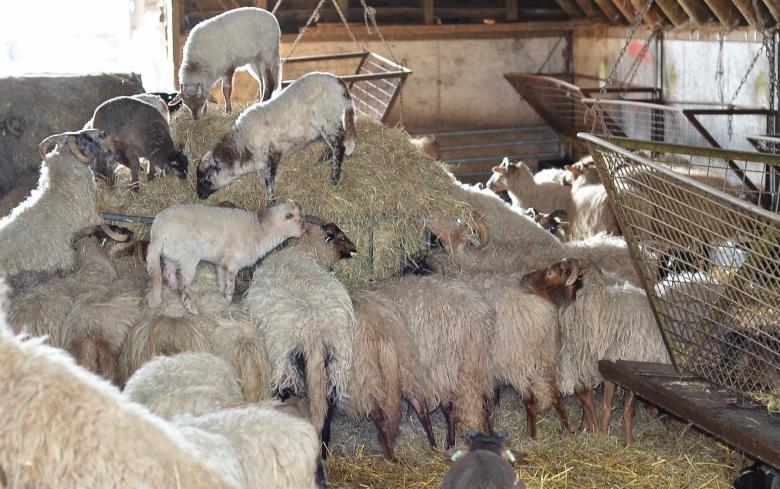 Free stock image of A view sheep with a mountain of straw created by Erik Schellingerhout
