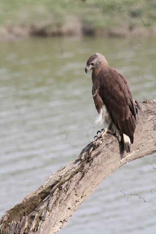 Free stock image of Grey headed fish eagle created by sylvester alphonso