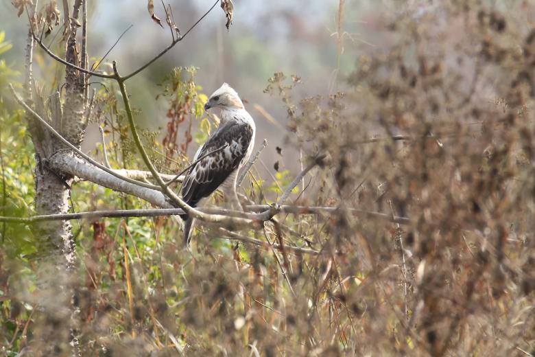 Free stock image of changeable hawk eagle created by sylvester alphonso