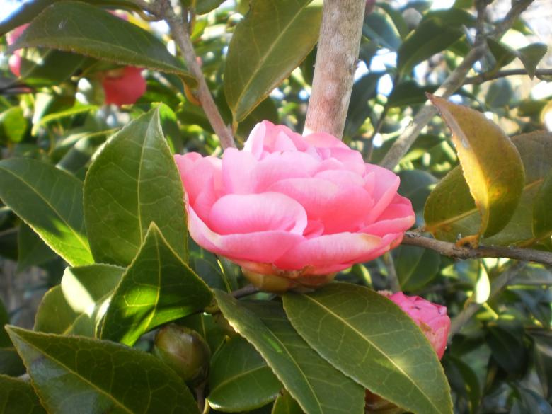 Free stock image of Red Camilia on branch created by Víctor Troitiño Gómez