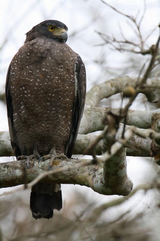 Free stock image of Crested serpent eagle created by sylvester alphonso