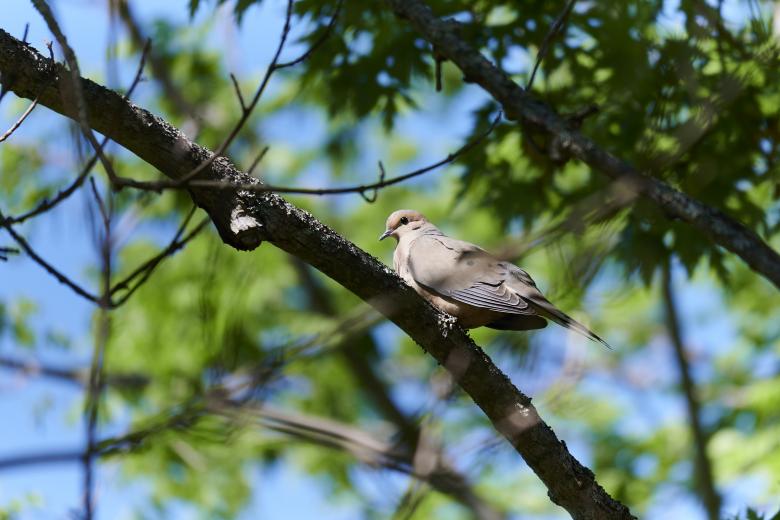 Free stock image of Morning dove created by Secret Agency