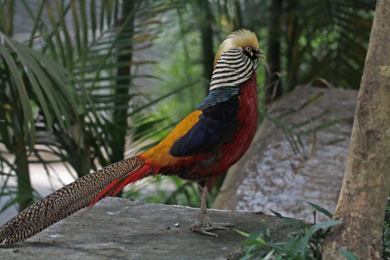 Free stock image of Golden Pheasant created by sylvester alphonso