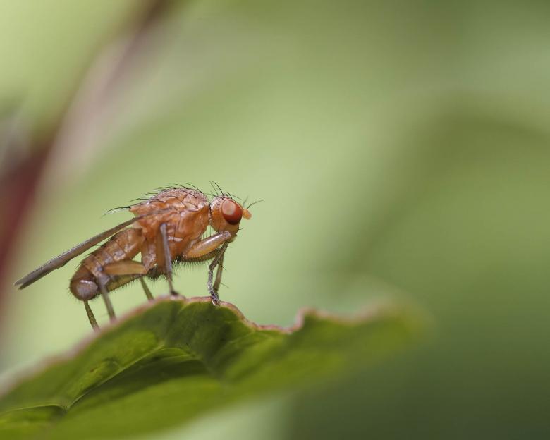 Free stock image of Fly created by Geoffrey Whiteway