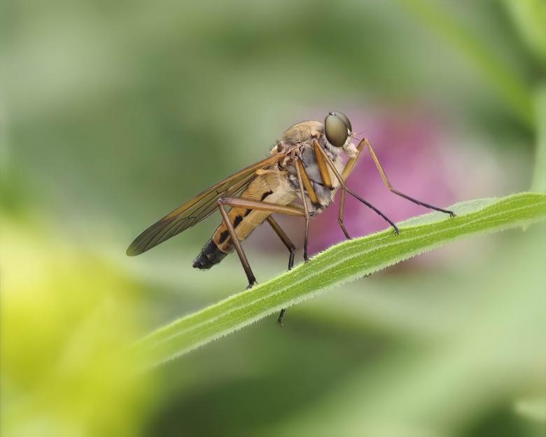 Free stock image of Snipe fly created by Geoffrey Whiteway