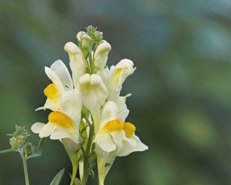 Free stock image of Butter and eggs flower created by Geoffrey Whiteway
