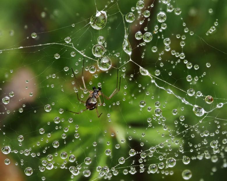 Free stock image of Rain drops on a spider web created by Geoffrey Whiteway