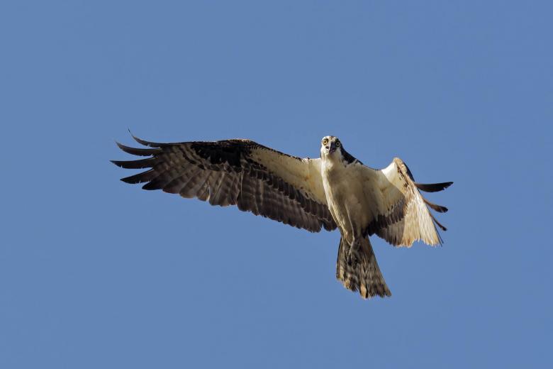 Free stock image of Osprey created by Geoffrey Whiteway