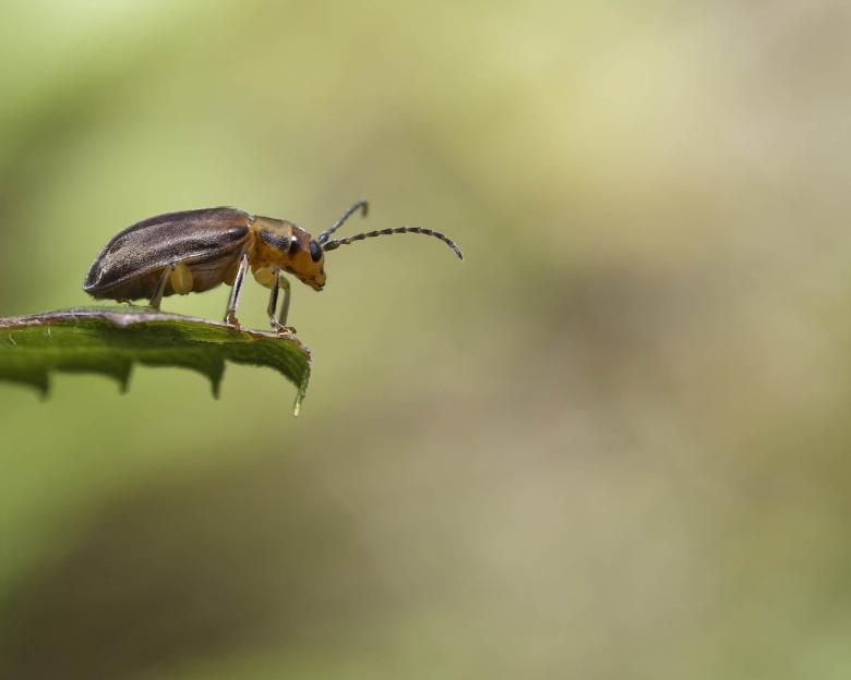 Free stock image of Leaf Beetle  created by Geoffrey Whiteway