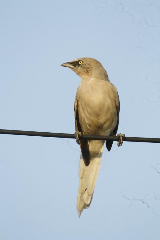 Free stock image of Large grey babbler created by sylvester alphonso