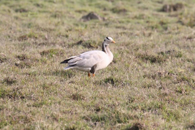 Free stock image of Bar headed goose created by sylvester alphonso