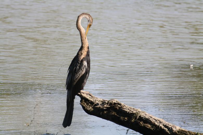 Free stock image of Darter created by sylvester alphonso