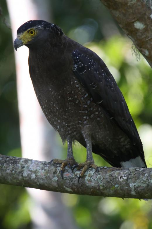 Free stock image of Crested serpent eagle created by sylvester alphonso