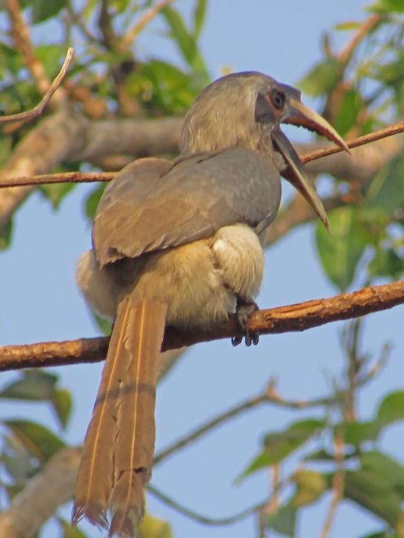 Free stock image of Indian grey hornbill created by sylvester alphonso