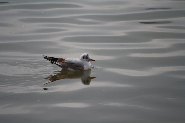 Free stock image of Seagull created by Kala Manó