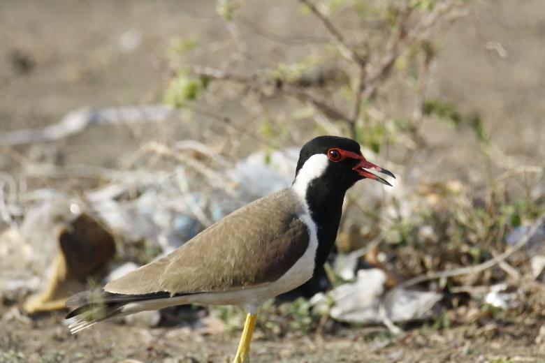 Free stock image of Red wattled lapwing created by sylvester alphonso