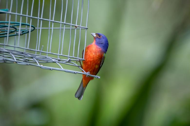 Free stock image of Perched bird created by Matt Bango