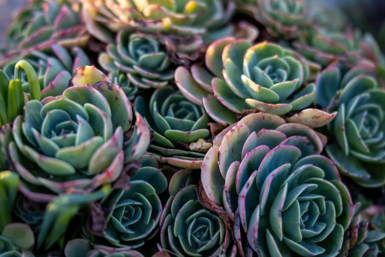 Free stock image of Succulents created by Matt Bango