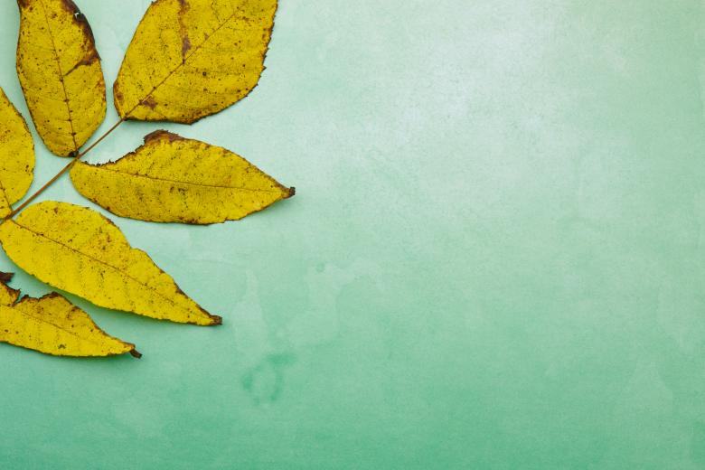 Free stock image of Fall leaves created by Seacoast sage