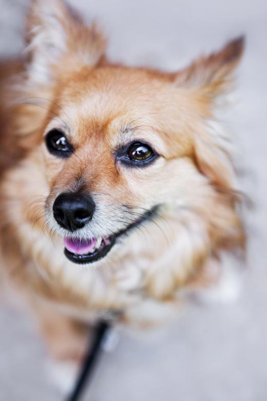 Free stock image of Cute dog created by Matt Bango