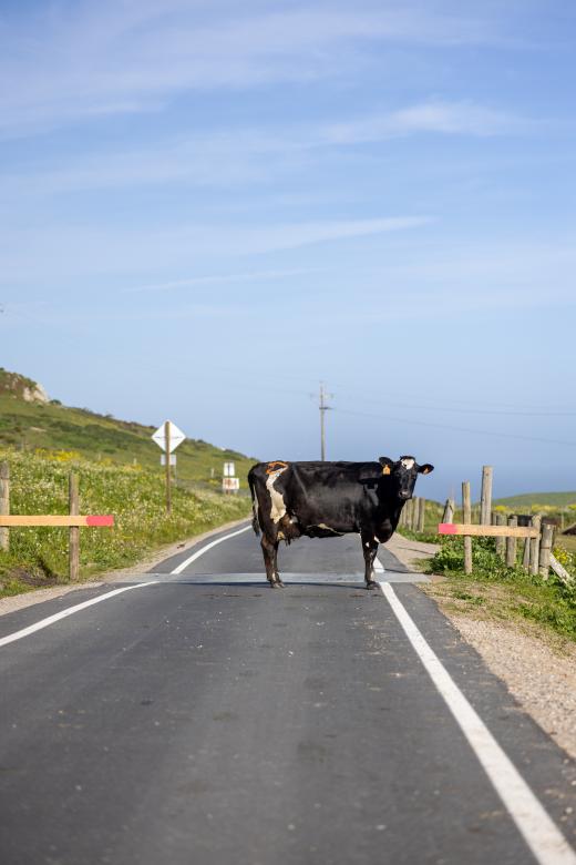 Free stock image of Cow in the road created by Matt Bango