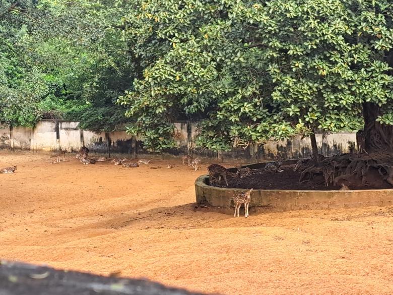 Free stock image of Three deer standing at the zoo created by ishrak mir