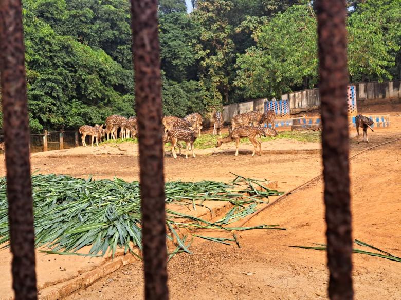 Free stock image of deer in the zoo at the cage created by ishrak mir