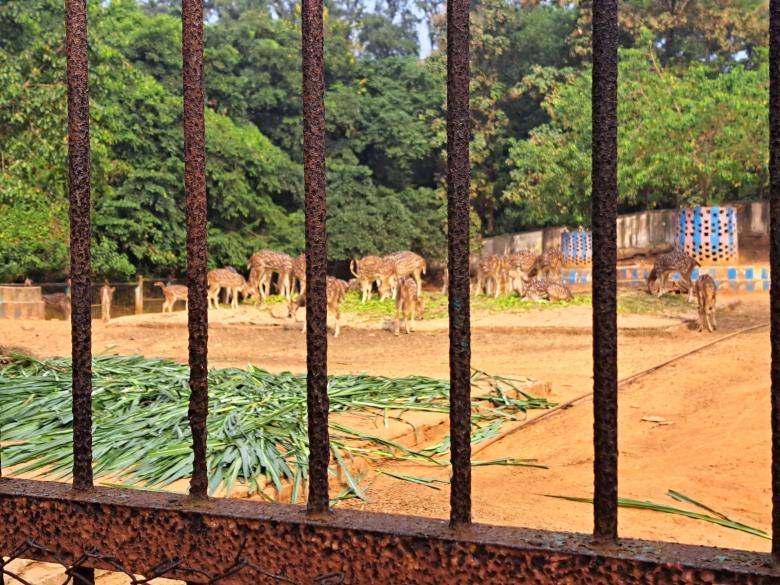 Free stock image of deer in the zoo created by ishrak mir