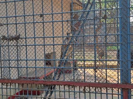 monkey in the cage - Free Stock Photo