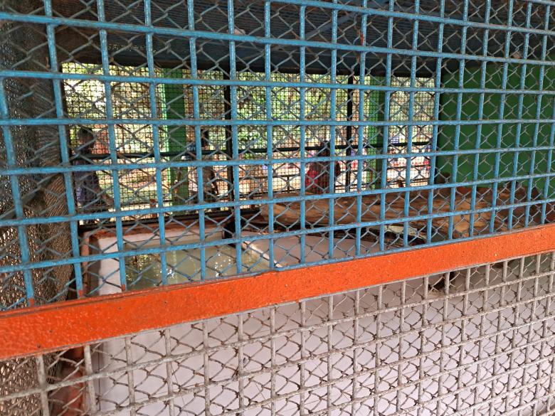 Free stock image of snake cage in the zoo created by ishrak mir