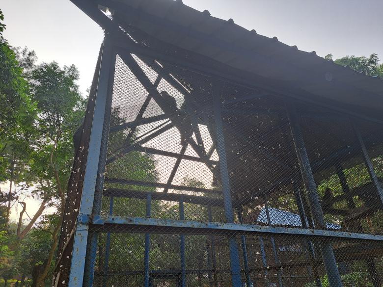 Free stock image of the baboon in the zoo created by ishrak mir