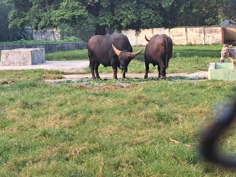 Free stock image of two cows in the zoo created by ishrak mir
