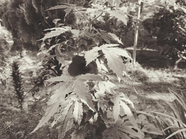 Free stock image of the java flower plant outside created by ishrak mir