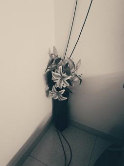 flower in the living room - Free Stock Photo
