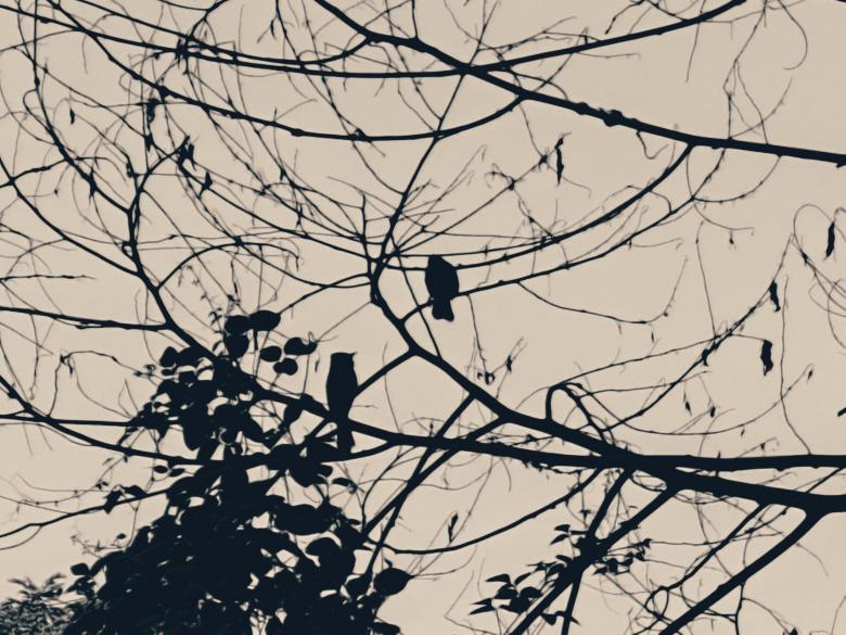 Free stock image of two bird sitting outside outdoor on the tree created by ishrak mir