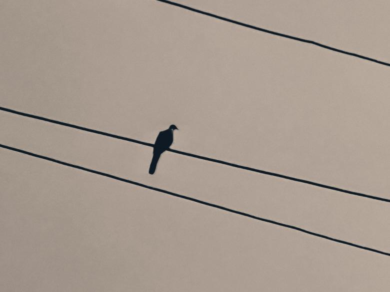 Free stock image of the dove bird sitting on the electric wire created by ishrak mir