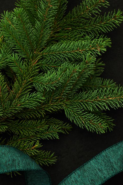 Free stock image of Seasonal background created by Seacoast sage