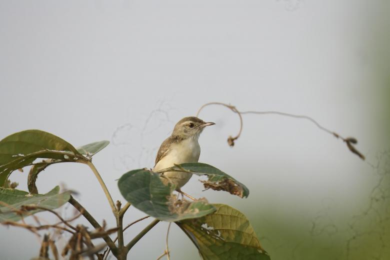 Free stock image of Plain prinia created by sylvester alphonso