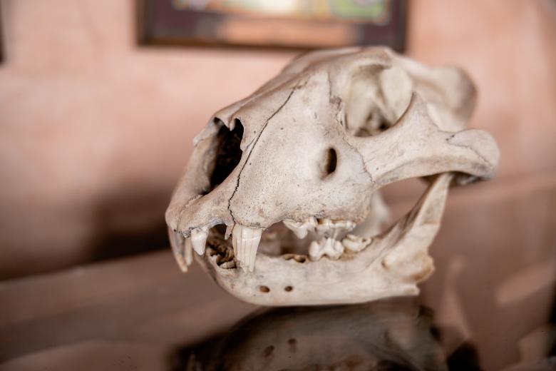 Free stock image of Animal skull created by Matt Bango