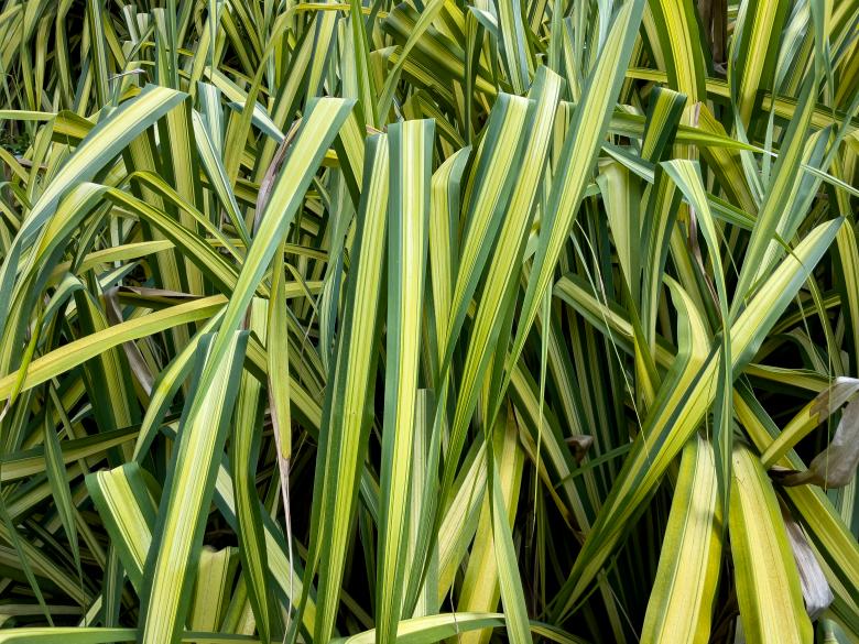 Free stock image of Tall grass created by Matt Bango